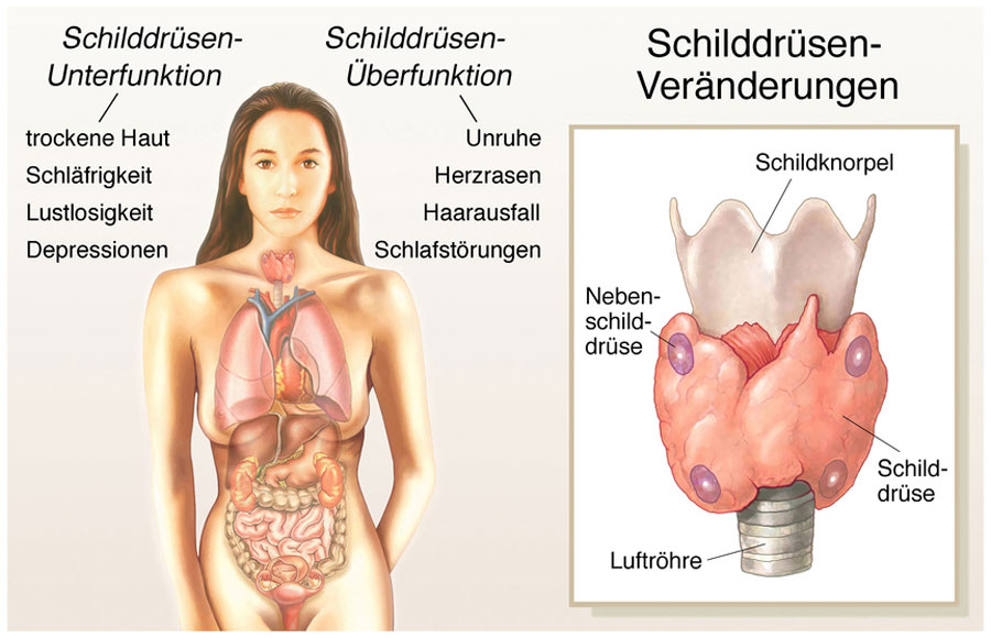 Schilddrüse Anatomie und Störungen